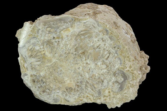 Polished Petrified Palm Root (Palmoxylon) - Wyoming #123431